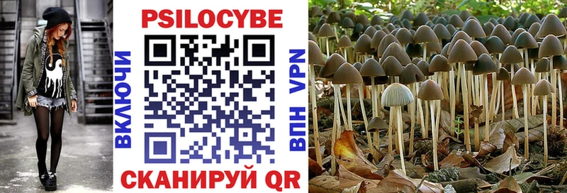 Псилоцибиновые грибы мицелий купить наркотик Новая Ладога